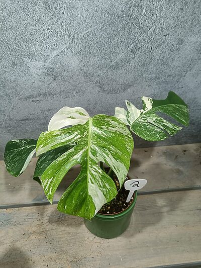 Monstera Deliciosa Variegata
