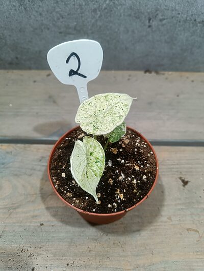 Alocasia Drakenschubbenkruid Variegata
