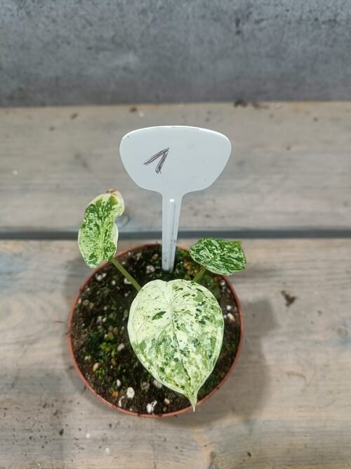 Alocasia Dragon Scale Mint Variegata