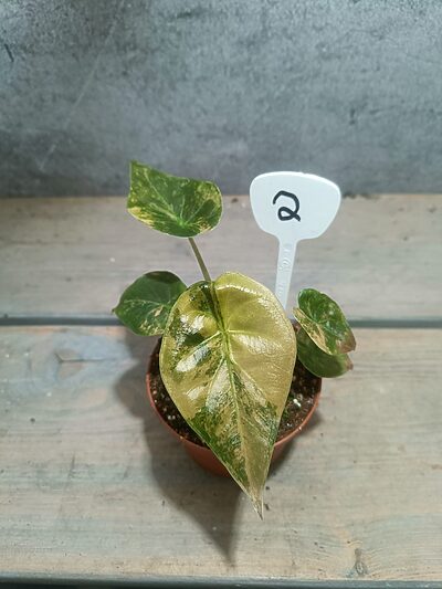 Alocasia Wentii Variegata