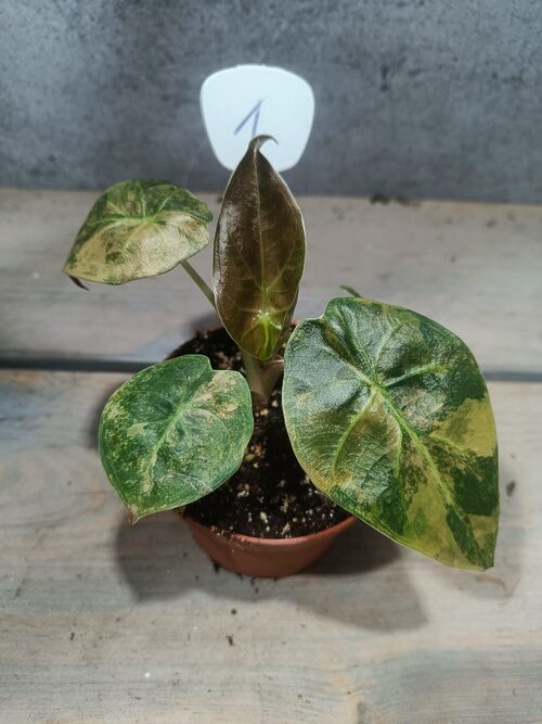 Alocasia Wentii Variegata