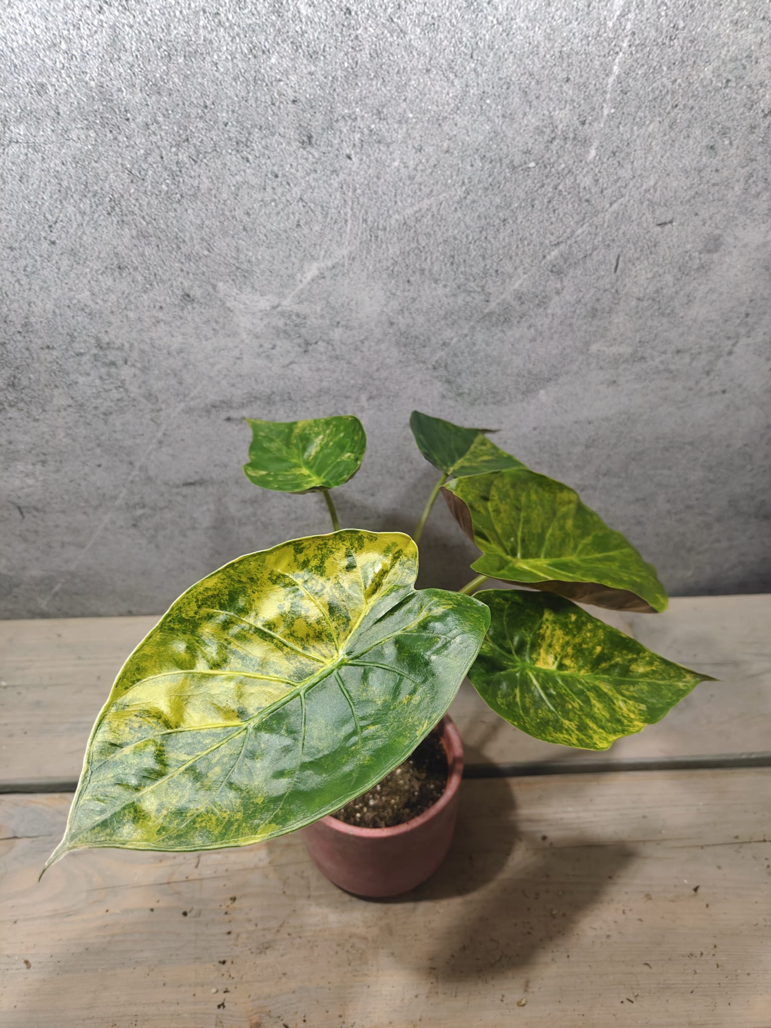 Mr. Plants - Alocasia Wentii Sunset Aurea
