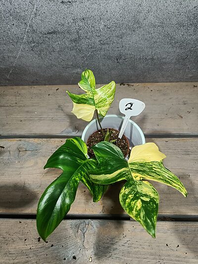 Philodendron Florida Beauty
