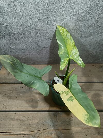 Philodendron Zilverzwaard Variegata