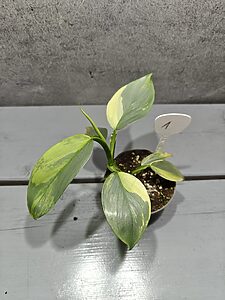 Philodendron Silver Sword Variegata