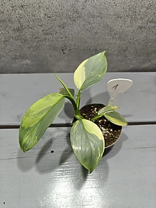 Philodendron Silver Sword Variegata