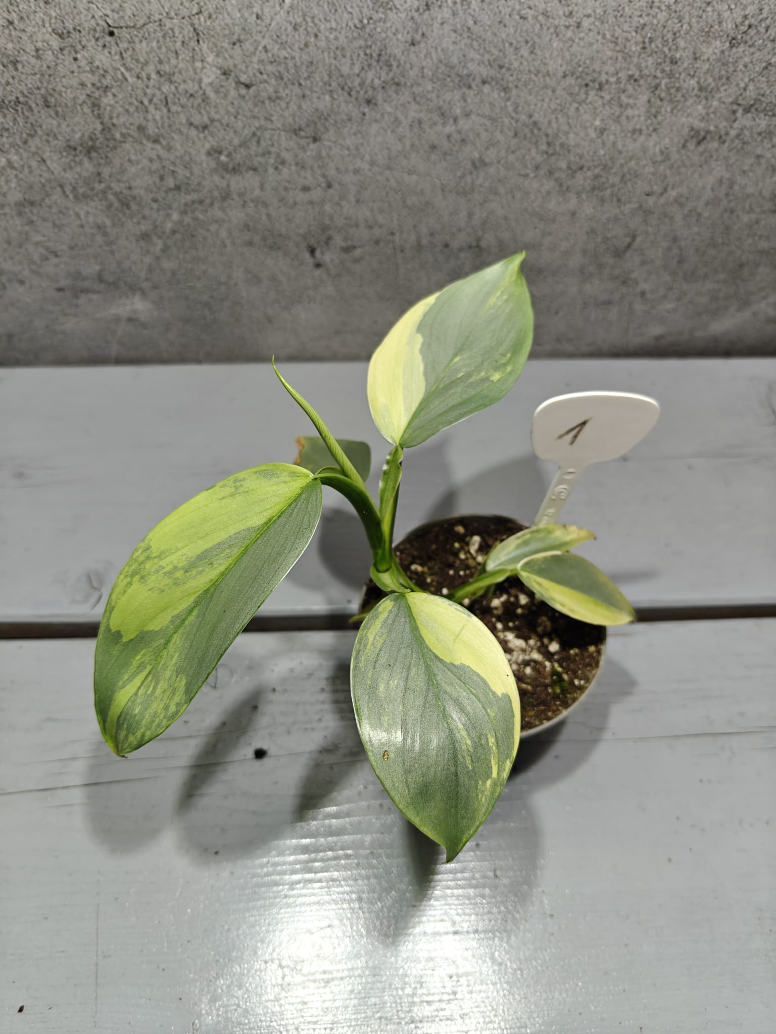Philodendron Silver Sword Variegata Philodendron Silver Sword Variegata