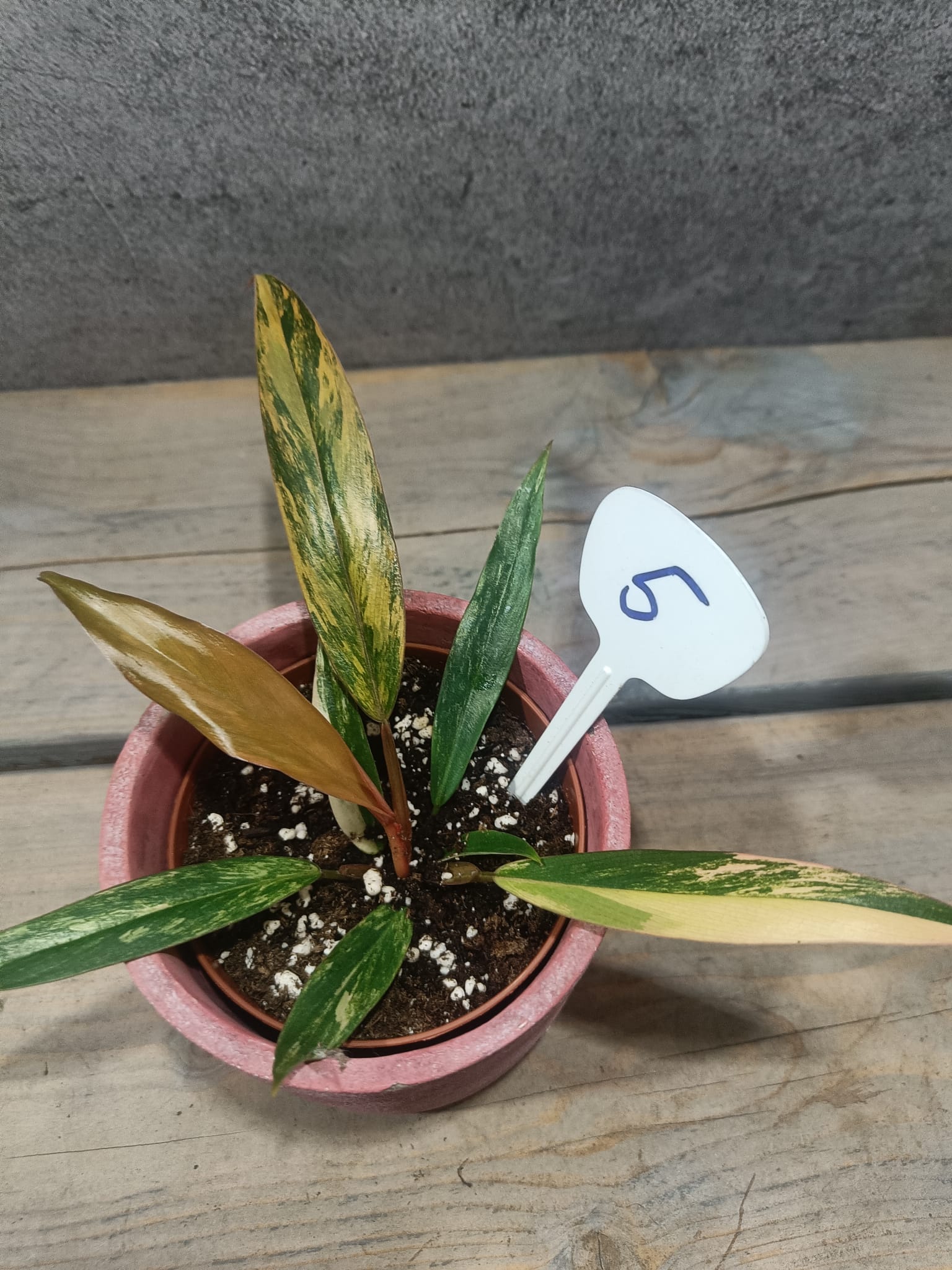 Philodendron Caramel Marble Variegata