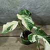 Monstera Deliciosa Variegata