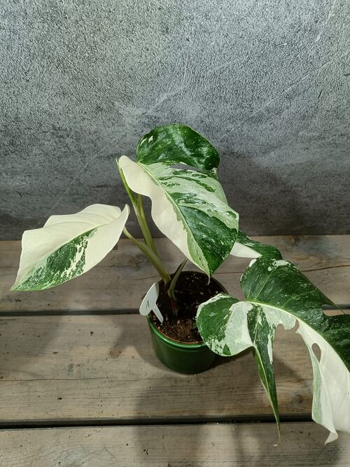 Monstera Deliciosa Variegata