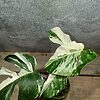 Monstera Deliciosa Variegata