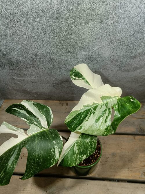Monstera Deliciosa Variegata