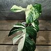 Monstera Deliciosa Variegata