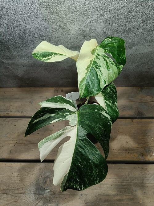 Monstera Deliciosa Variegata