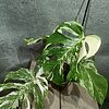 Monstera Deliciosa Variegata