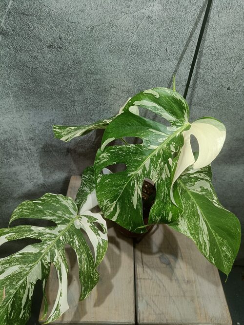 Monstera Deliciosa Variegata