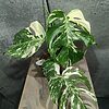 Monstera Deliciosa Variegata