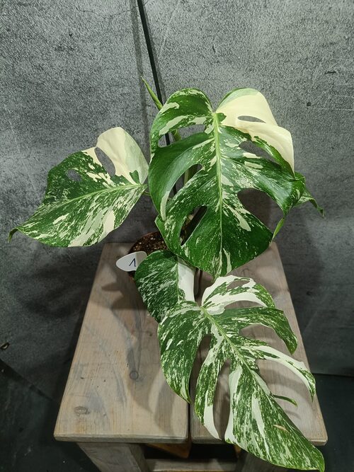 Monstera Deliciosa Variegata