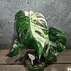 Monstera Deliciosa Variegata