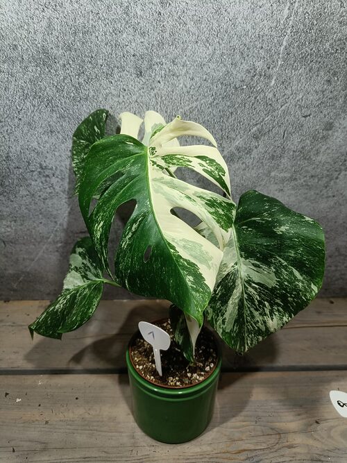 Monstera Deliciosa Variegata