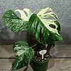 Monstera Deliciosa Variegata