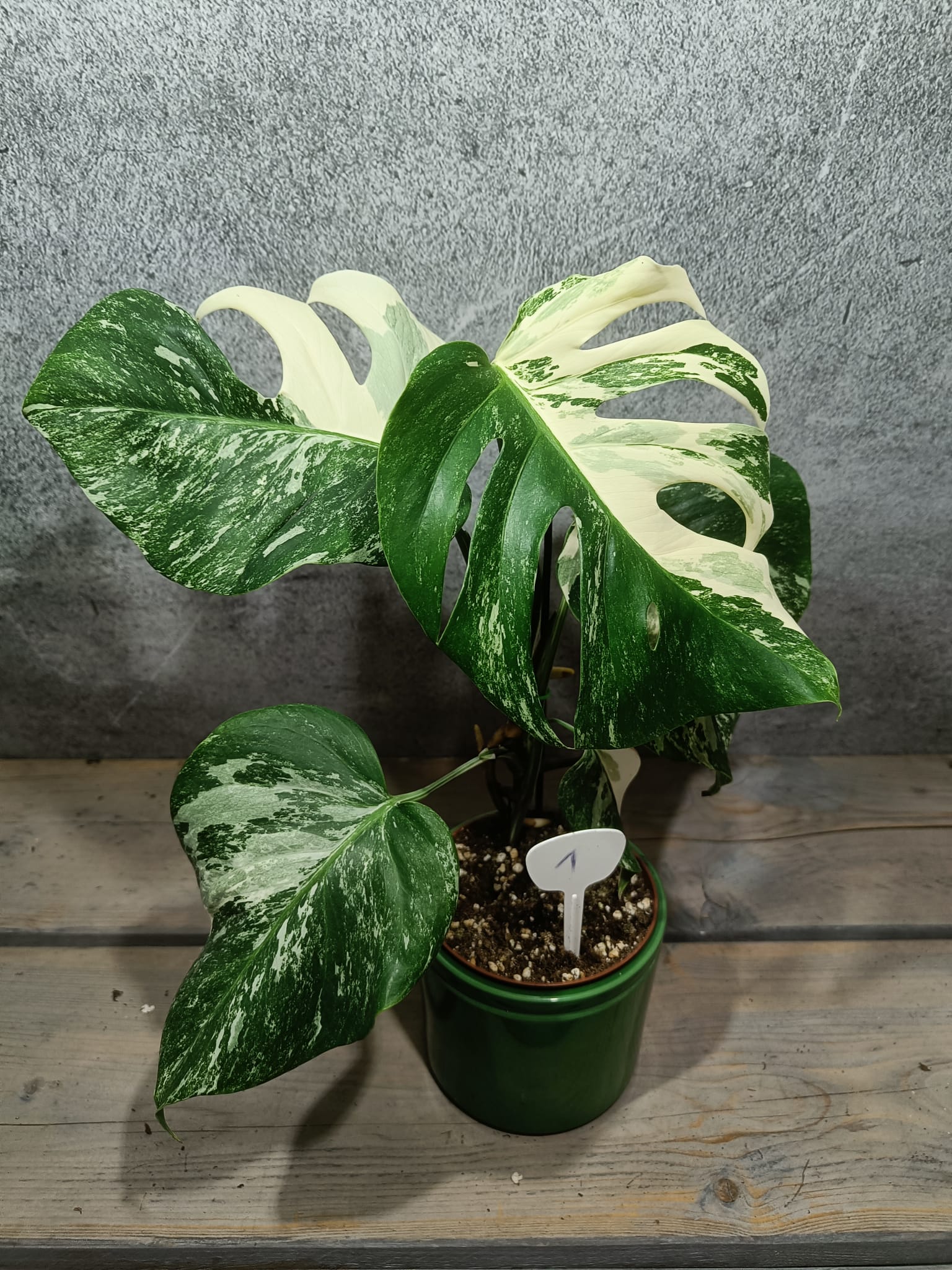 Monstera Deliciosa Variegata