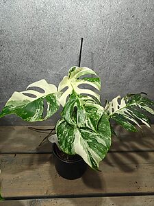 Monstera Deliciosa Variegata