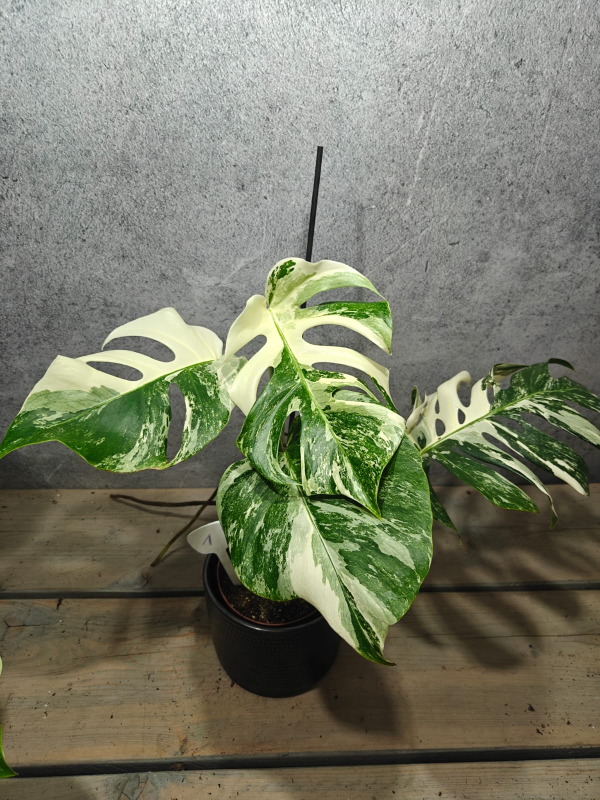 Monstera Deliciosa Variegata