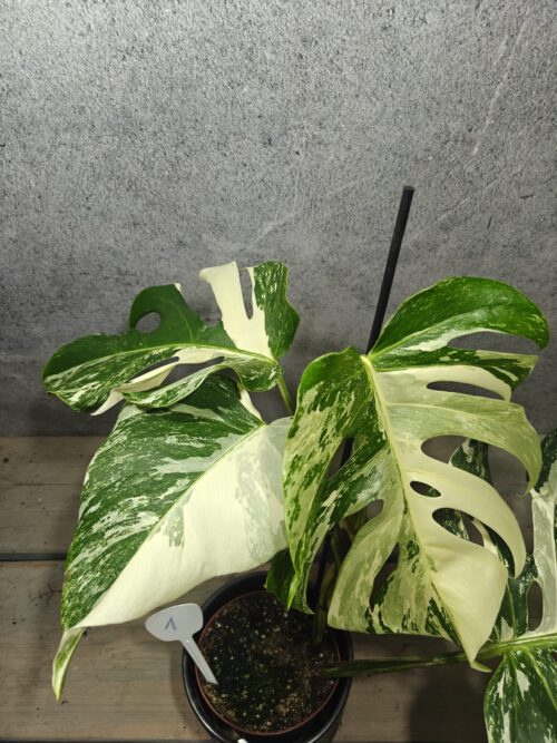 Mr. Plants - Monstera Deliciosa Variegata