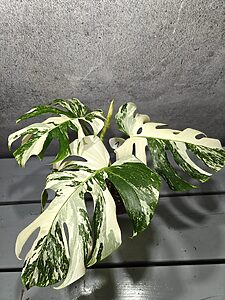 Monstera Deliciosa Variegata