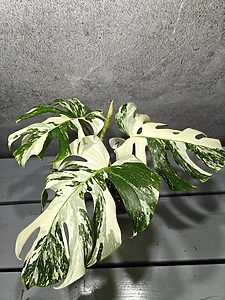 Monstera Deliciosa Variegata