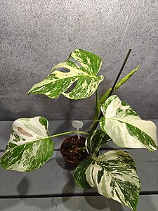 Monstera Deliciosa Variegata