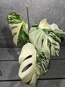 Monstera Deliciosa Variegata