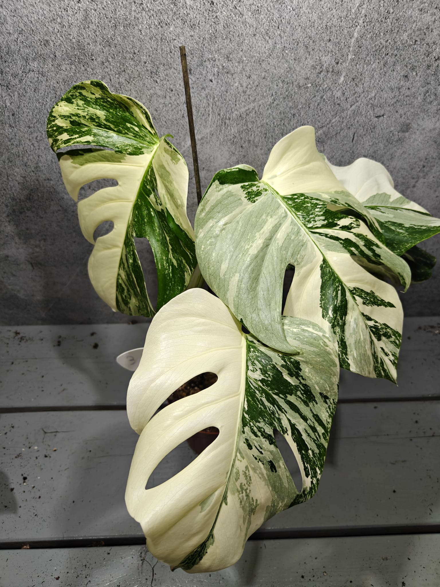 Monstera Deliciosa Variegata Monstera Deliciosa Variegata