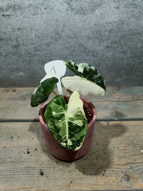 Alocasia Frydek Variegata