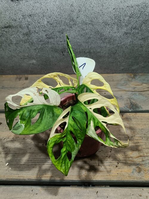 Monstera Adansonii Variegata