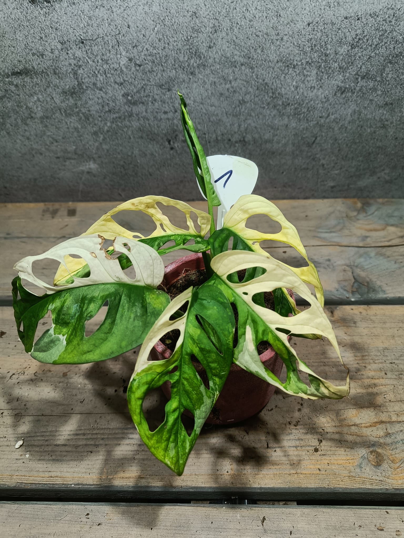 Monstera Adansonii Variegata