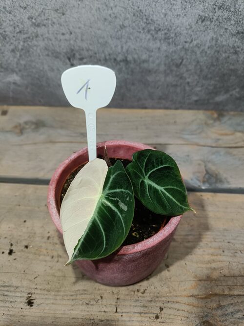Alocasia Black Velvet Pink Variegata