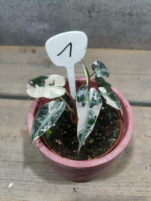 Alocasia Bambino Pink Variegata