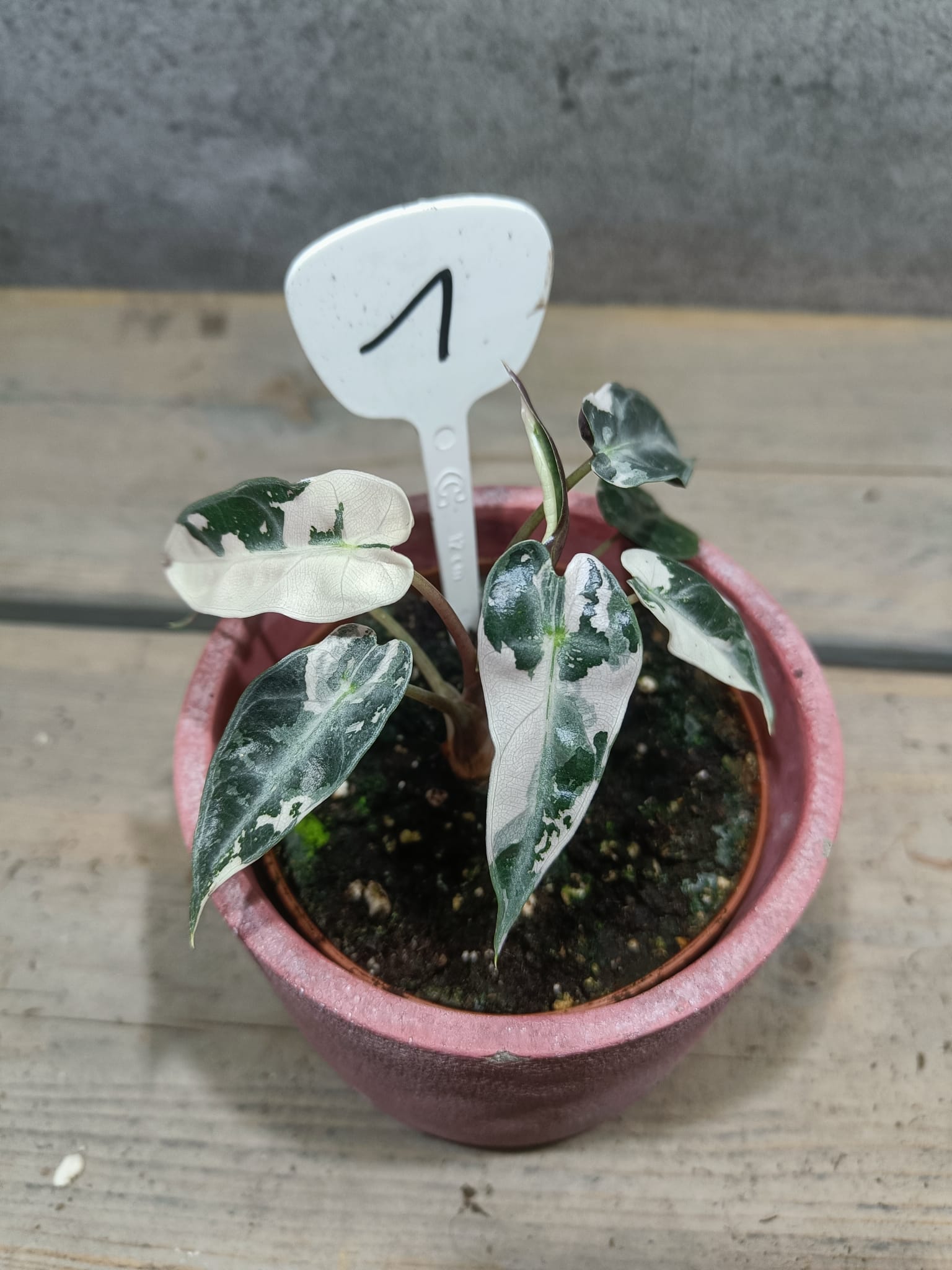 Alocasia Bambino Roze Variegata