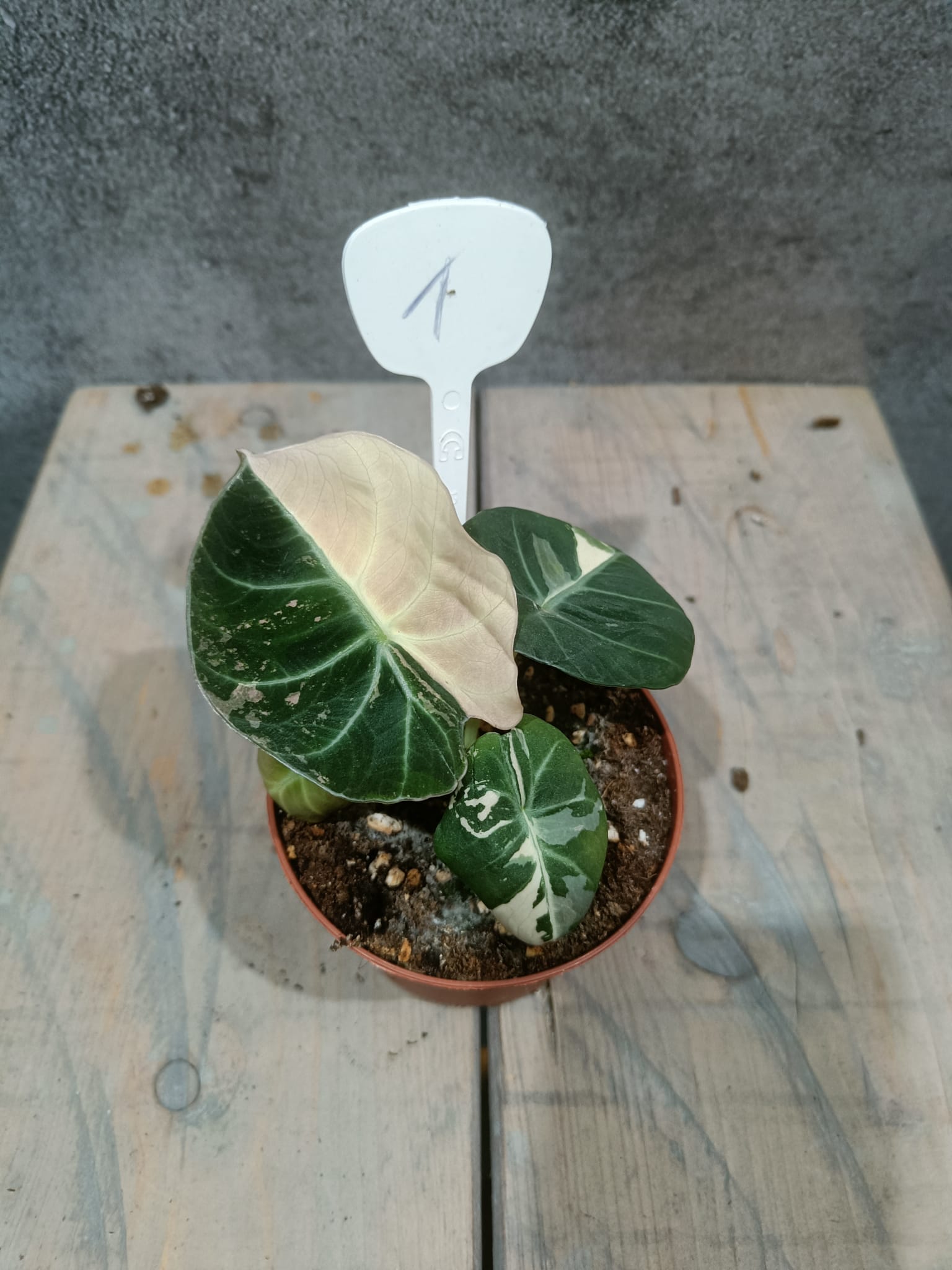 Alocasia Black Velvet Pink Variegata