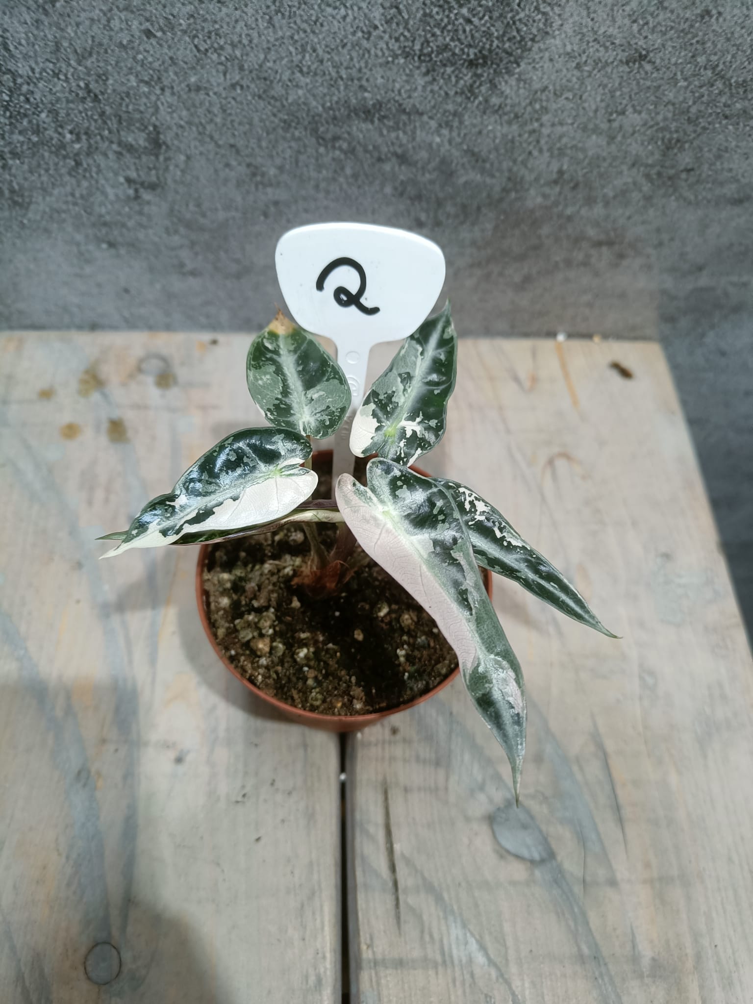 Alocasia Bambino Pink Variegata