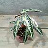 Alocasia Bambino Pink Variegata