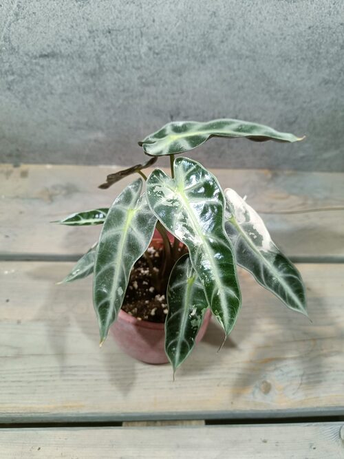 Alocasia Bambino Pink Variegata