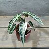 Alocasia Bambino Pink Variegata