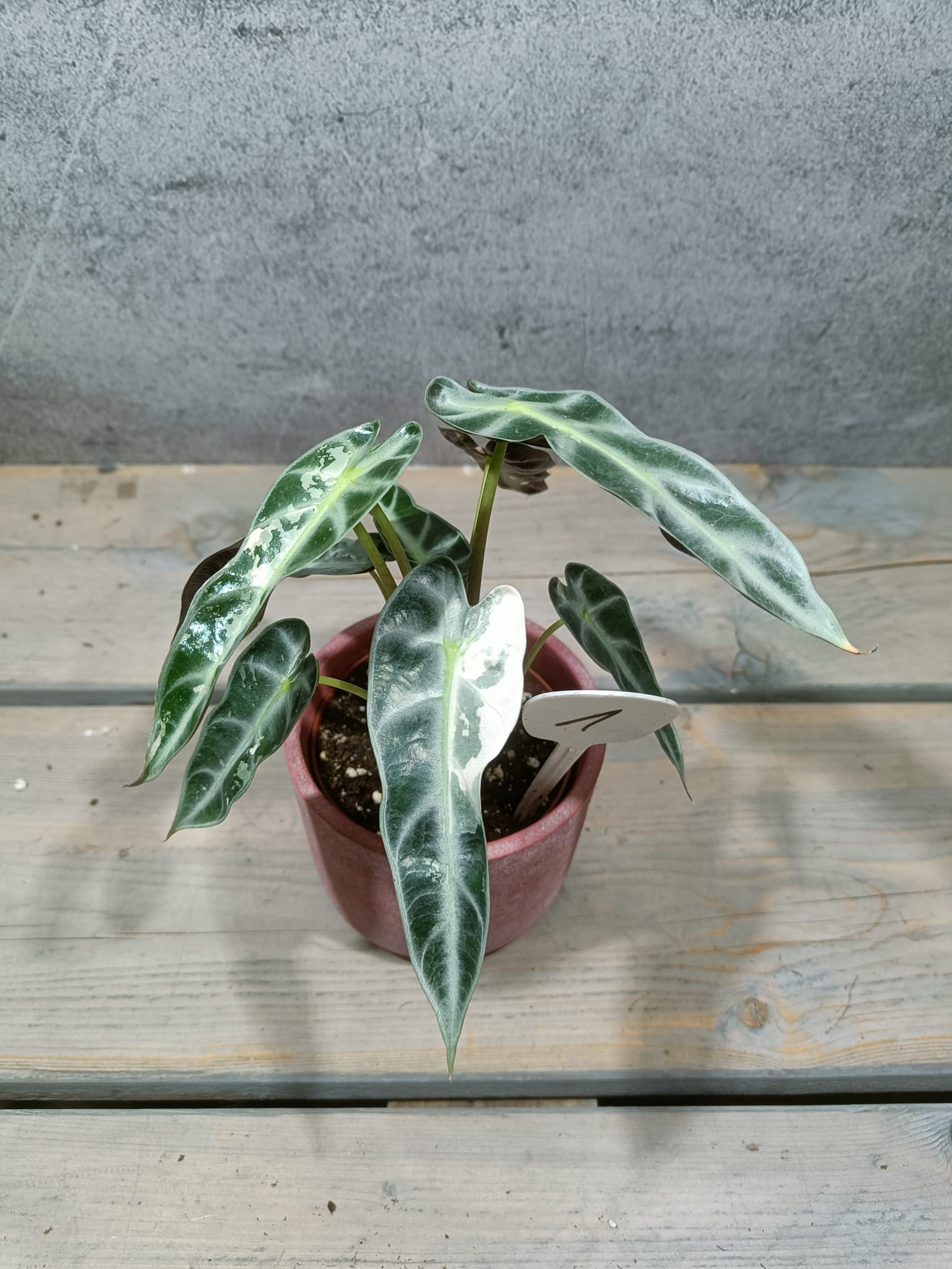 Alocasia Bambino Roze Variegata