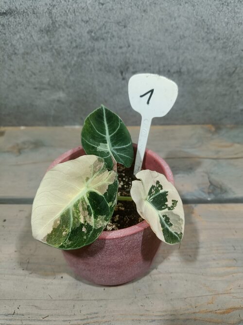 Alocasia Black Velvet Pink Variegata