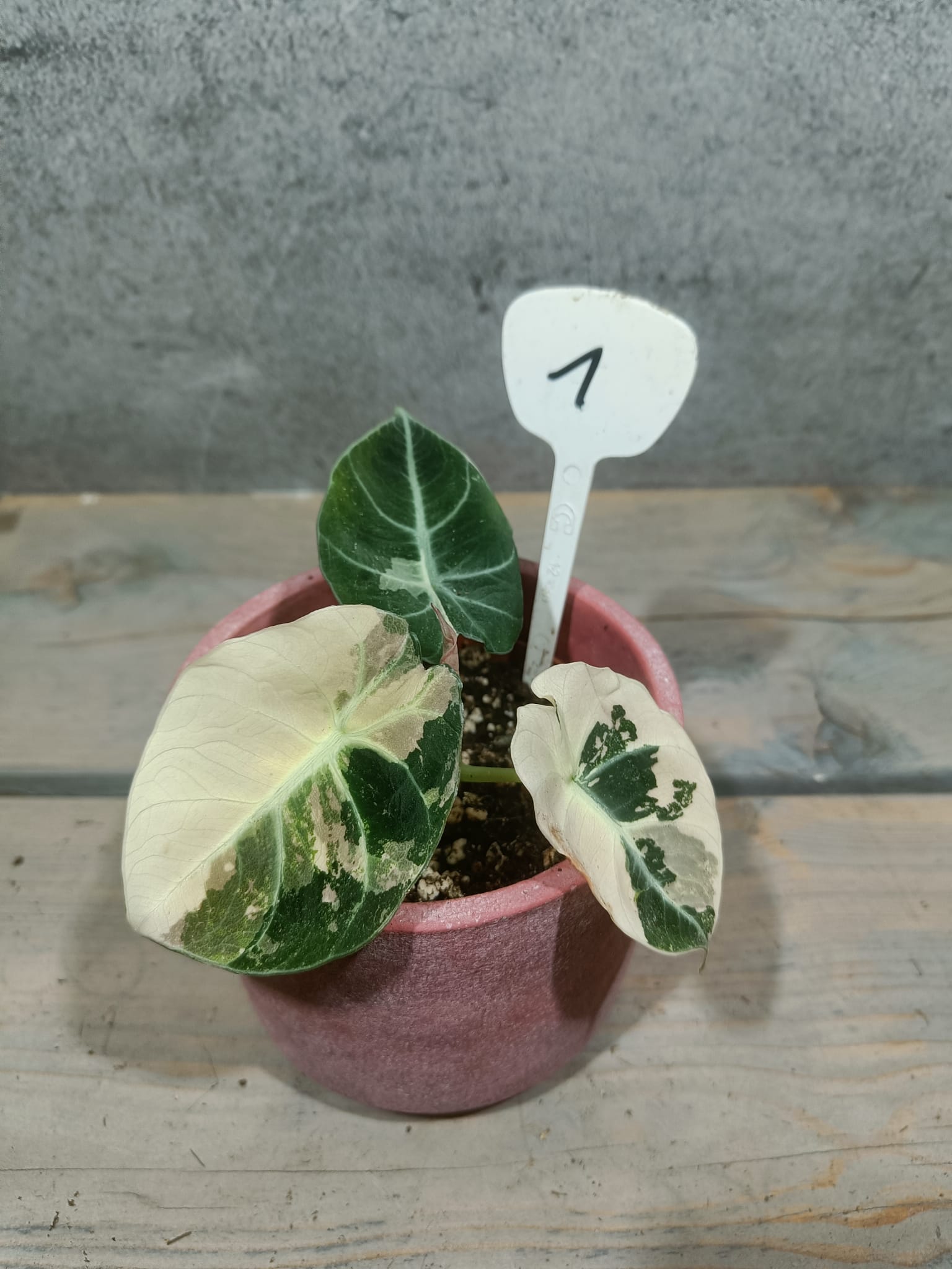 Alocasia Zwart Fluweel Roze Variegata