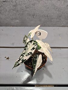 Alocasia Bambino Pink Variegata