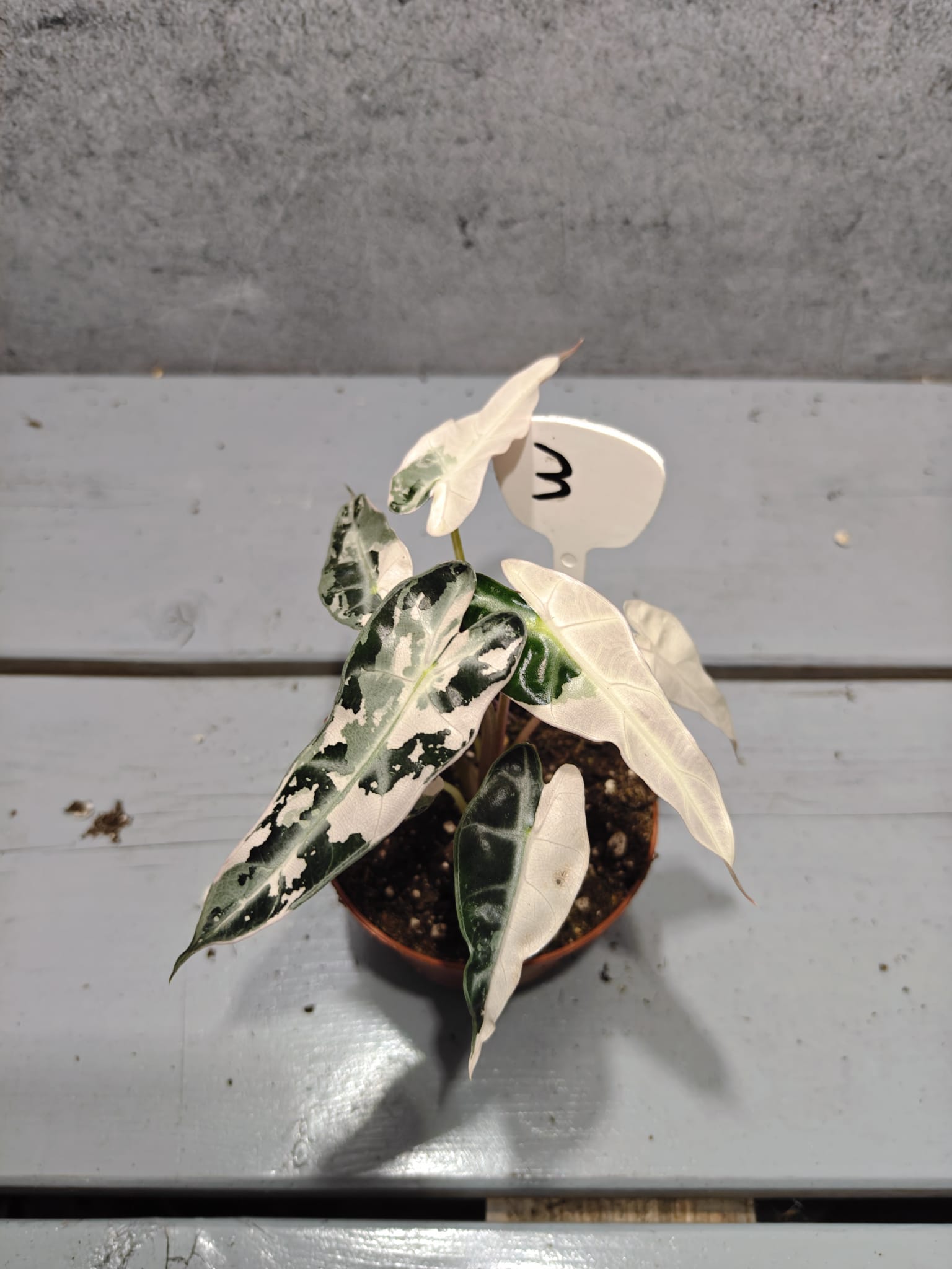 Alocasia Bambino Pink Variegata Alocasia Bambino Pink Variegata
